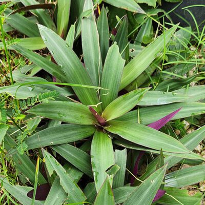 PLANT CATALOGUE - Woodlands Botanical Garden